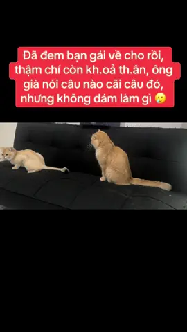 Ca này vẫn khó 🥲 #mèo #catsoftiktok #catlover 
