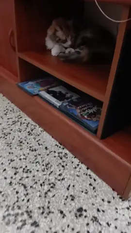 #fypシ゚ #animales #gatos #sueñito 