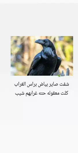 #ذواقين__الشعر_الشعبي #كاظم_اسماعيل_الكاطع  #مظفر_النواب  #سمير_صبيح  #البصرة #ناصريه #المثنى  #كسبلور_تيك_توك  #الشعب_الصيني_ماله_حل😂😂 