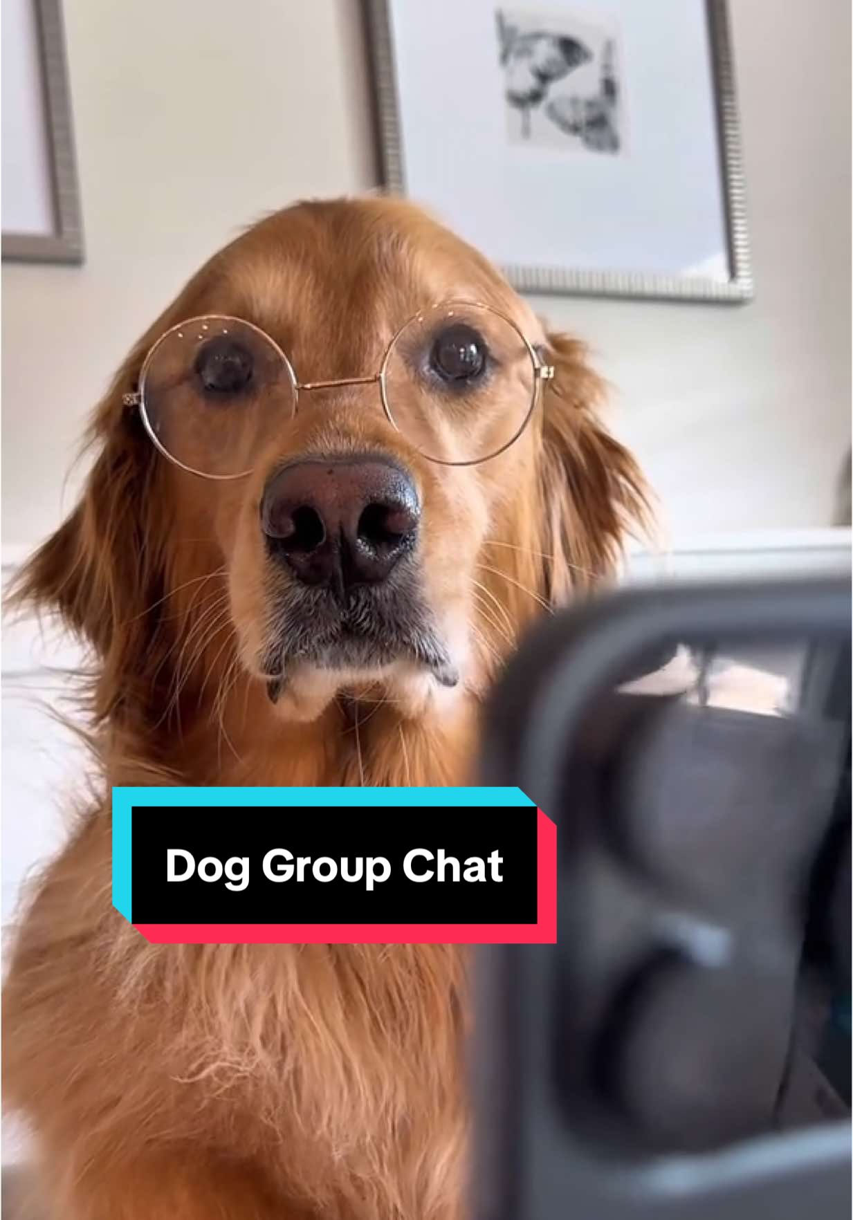Every sibling group chat ever… #PetTexting #TeddyTexts #DogGroupChat #TextsFromMyDog