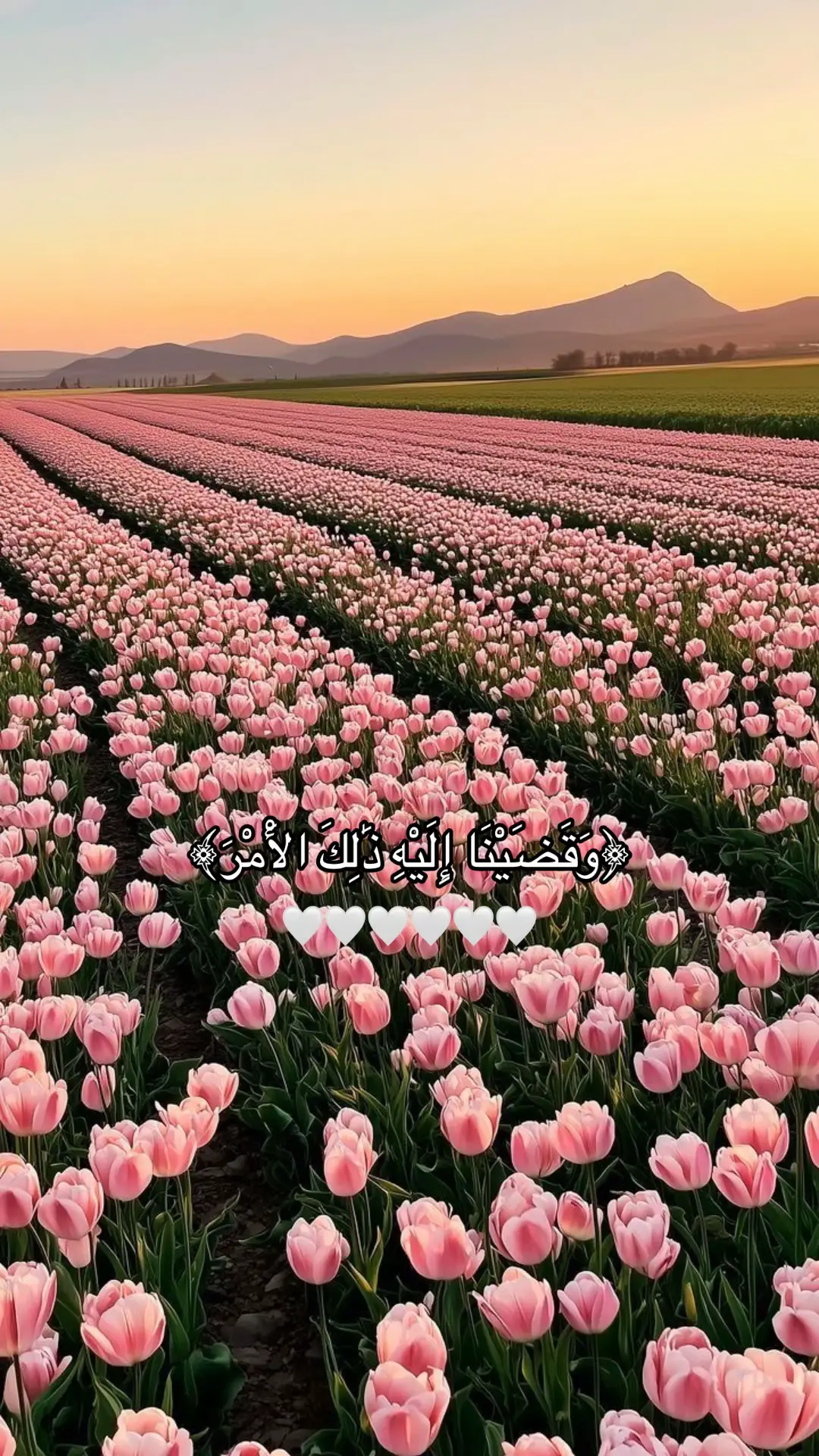#قران_كريم #fyp 