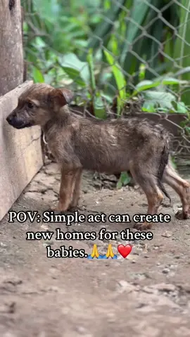 #save #kindness #together #donate 