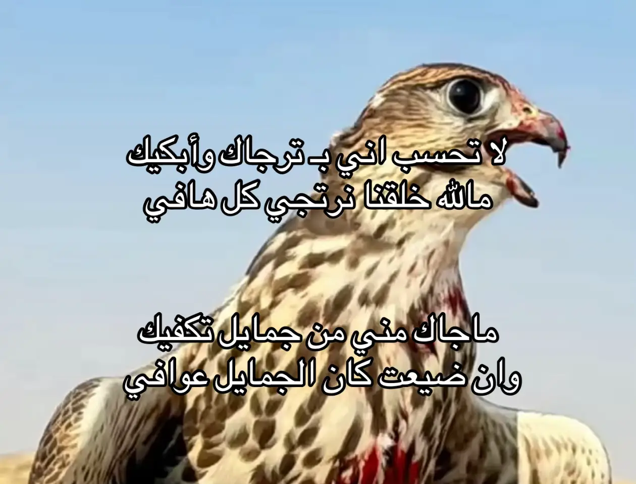 #fyp #اكسبلوررر #explore #fyyyyyyyyyyyyyyyy #اكسبلورexplore #الصقر 