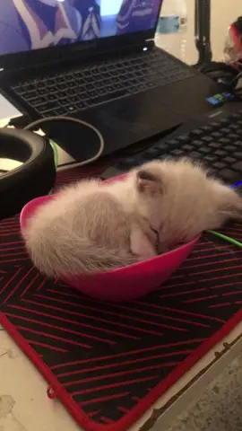 #cat #fyp #cutecat 