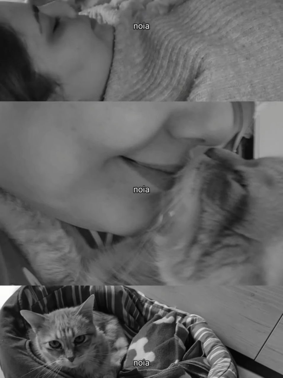 #CapCut #cat #catlover #Love 