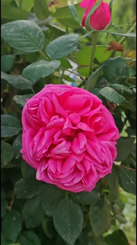 وبقيتُ أتمنى أن تُزهِرَ حياتي  وجهلتُ إنني الزهرة وإنني من  أُعطي لوناً لنفسي  *فأنا زهرةُ حياتي * #❤️❤️#🌹🌹 #🥹🥹 