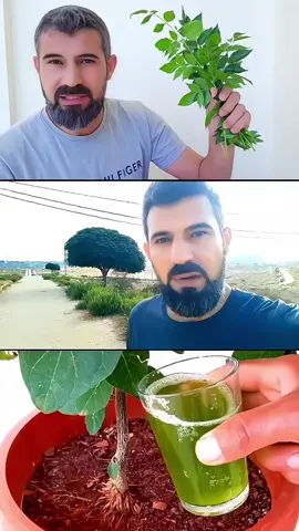 افضل سماد طبيعي مفيد لاشجار الحمضيات والخضروات 