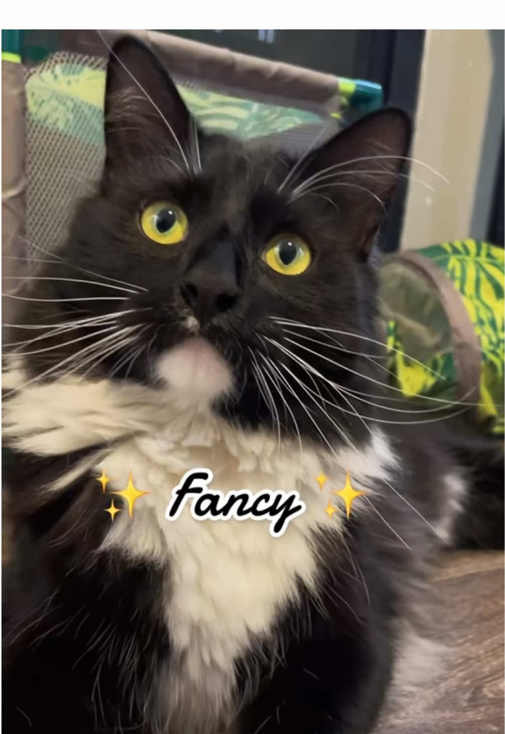 Spanish Lessons by Professor Philipé #tuxedocat #tuxedocatsoftiktok #catsoftiktok #funnycatsoftiktok #funnycats #catvideos #catvideo #catparents #onthisday 