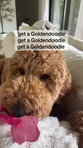 that’s all I hear 😂🥰 This one is for the haters 🤪 #goldendoodle #fypシ゚viral 