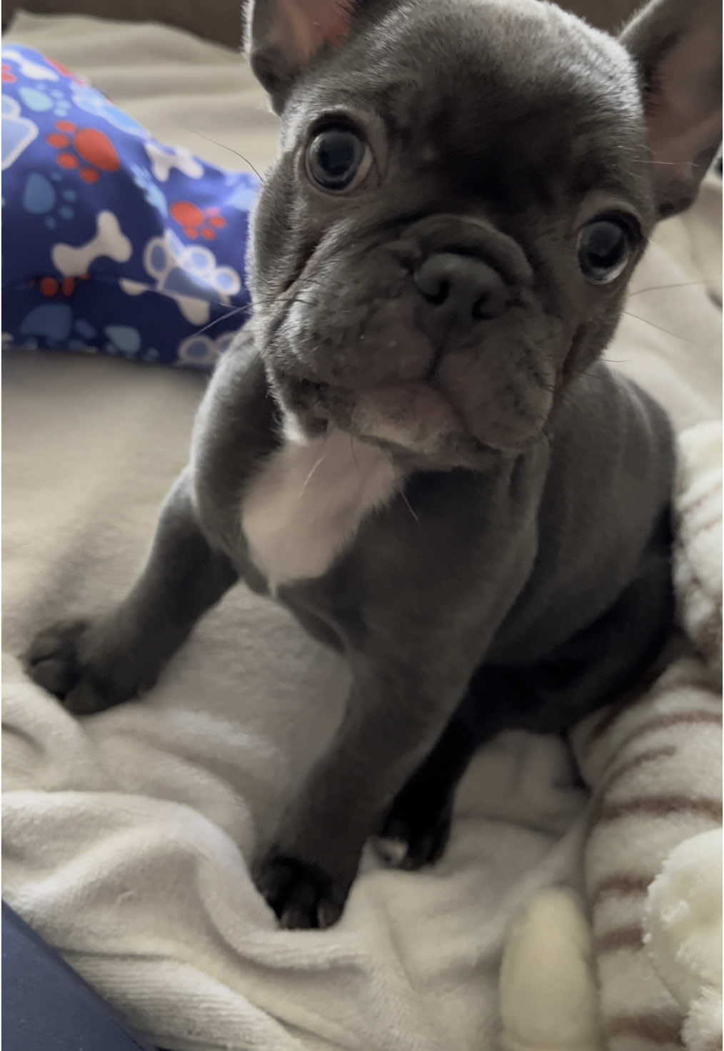 GRRR🐯 jajajaj mi perrita loquita💗 #fyp #bulldogfrances #doglover #puppylove #dogsoftiktok #grr #paratiiiiiiiiiiiiiiiiiiiiiiiiiiiiiii 