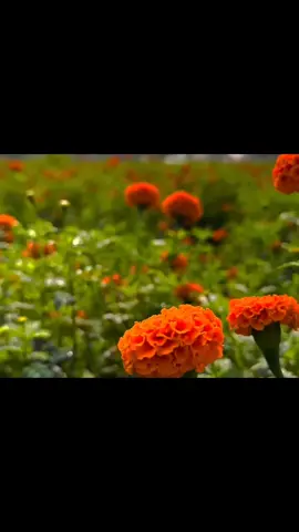 #urdushayari #urdupoetry #trendingvideo #viral_video 