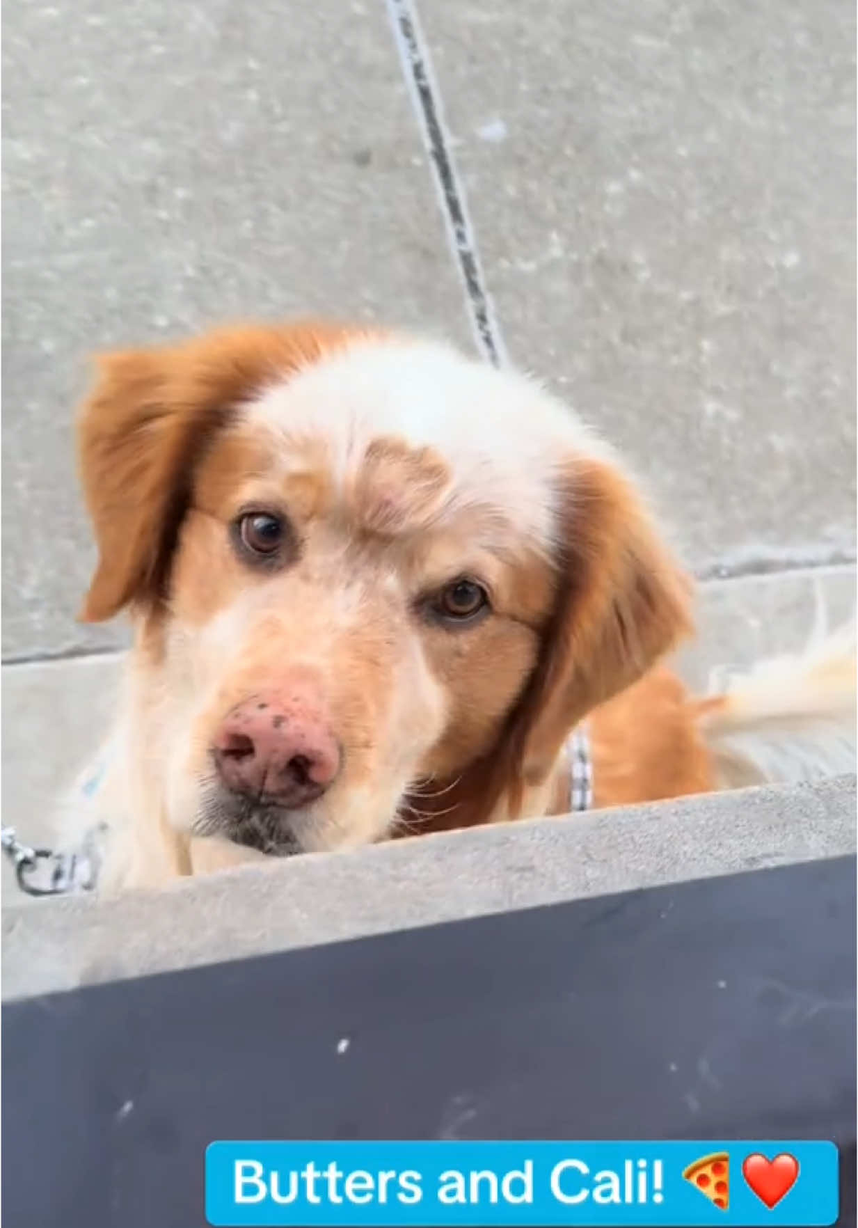 If you’re looking for us, we’ll be waiting on line at @Bartolis Doggie Window 🐶🍕 ft. @Butterscotch’s Old Man & Cali 🥹 #WeekendVibes #pizzaparty #dogsandpizza #dogsofchicago #dogsoftiktok 