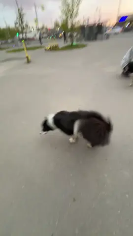 на асфальте 