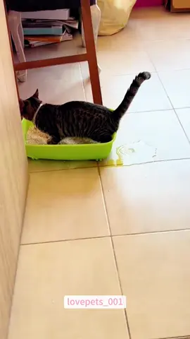 Peeing.#cats #cutecats #foryou #funnytiktok #funnyvideos #usa #funnyanimals #fypシ #cute #funnycat #catlover #funnypets #viral #funny 