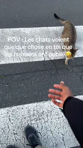 #fypシ゚ #Pov #chat #animauxdecompagnie #pourtoii #catlover 