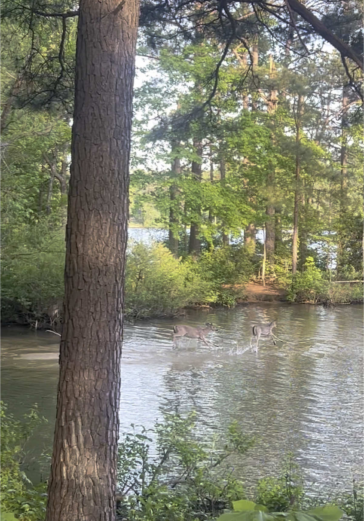 More footage of deer #fyp #nature #deer 
