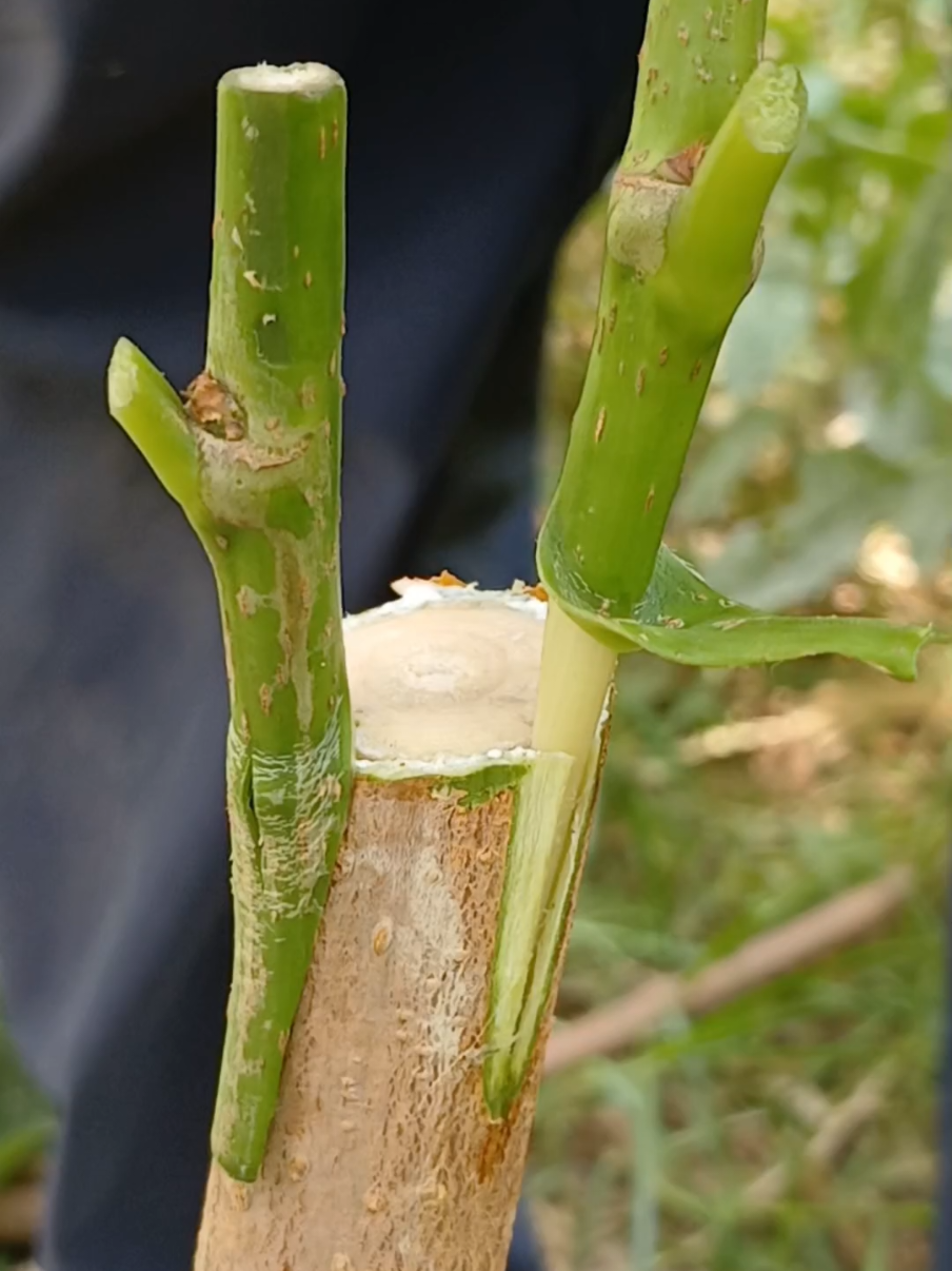 تطعيم التوت #grafting_plante  #grafting_techniques 