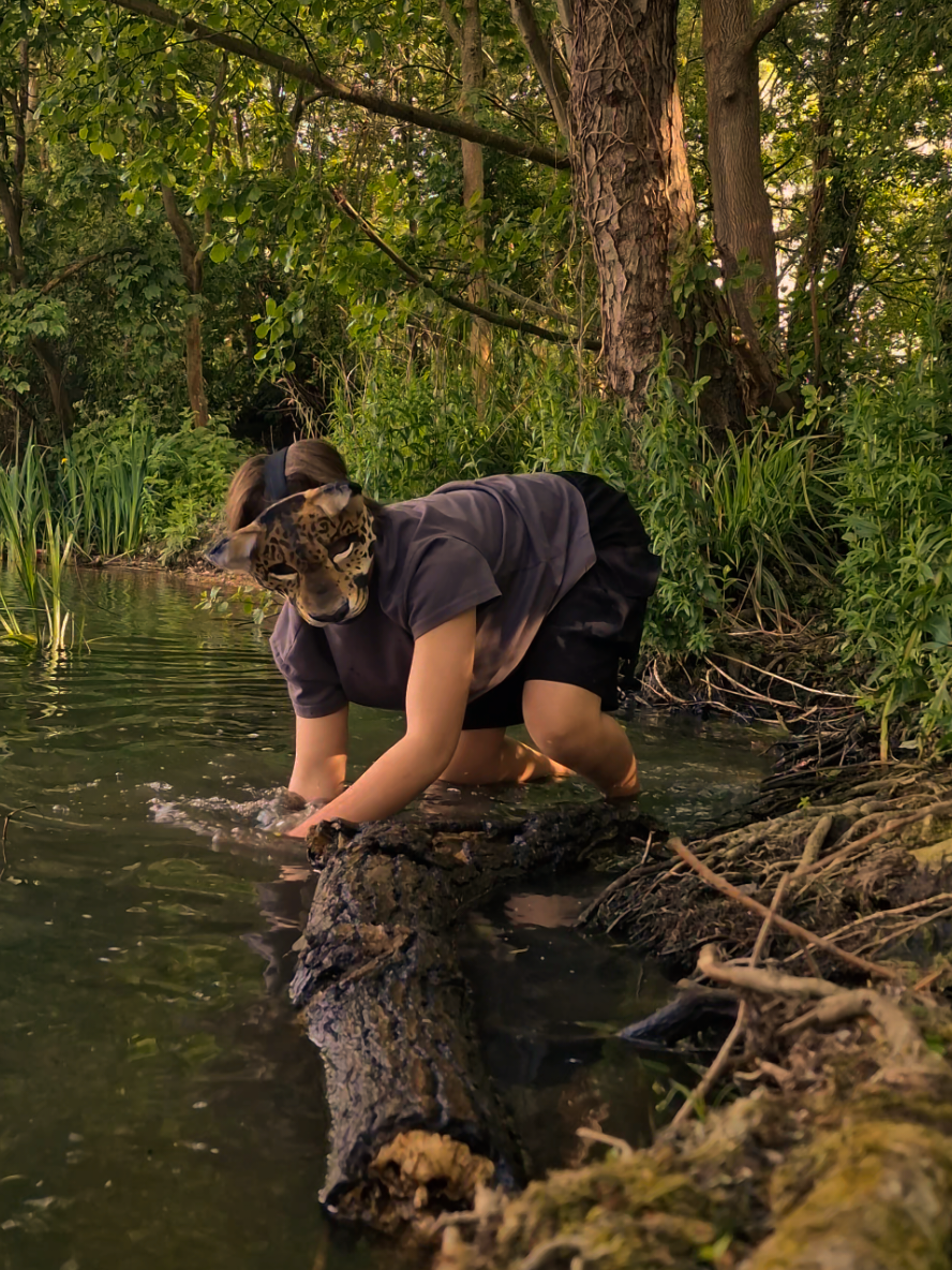 jaguar taking a dip in the water🐆🪴 #jaguartherian #theriantiktok #imahuman #therianthropy #therianquadrobics #therians #Summer #bigcattherian 