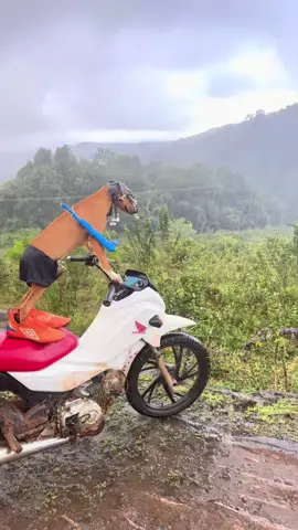 ORUAN indo passear@Oruam #oruam 