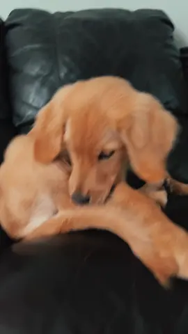 He truly is, just a baby 🖤 #goldenretriever #dogsoftiktok 