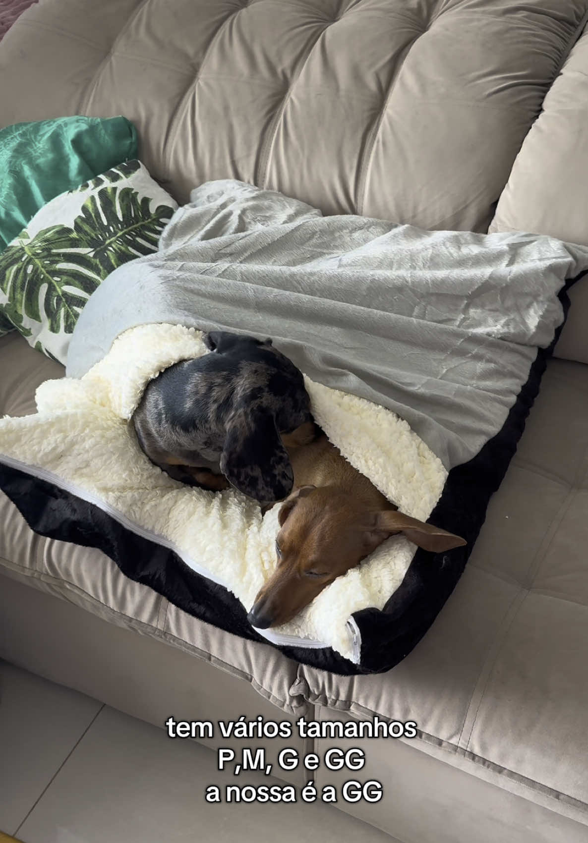 A cama perfeita para os salsichas é que eles amam muito #salsichinha #cachorros #dachshund #salsichadog 