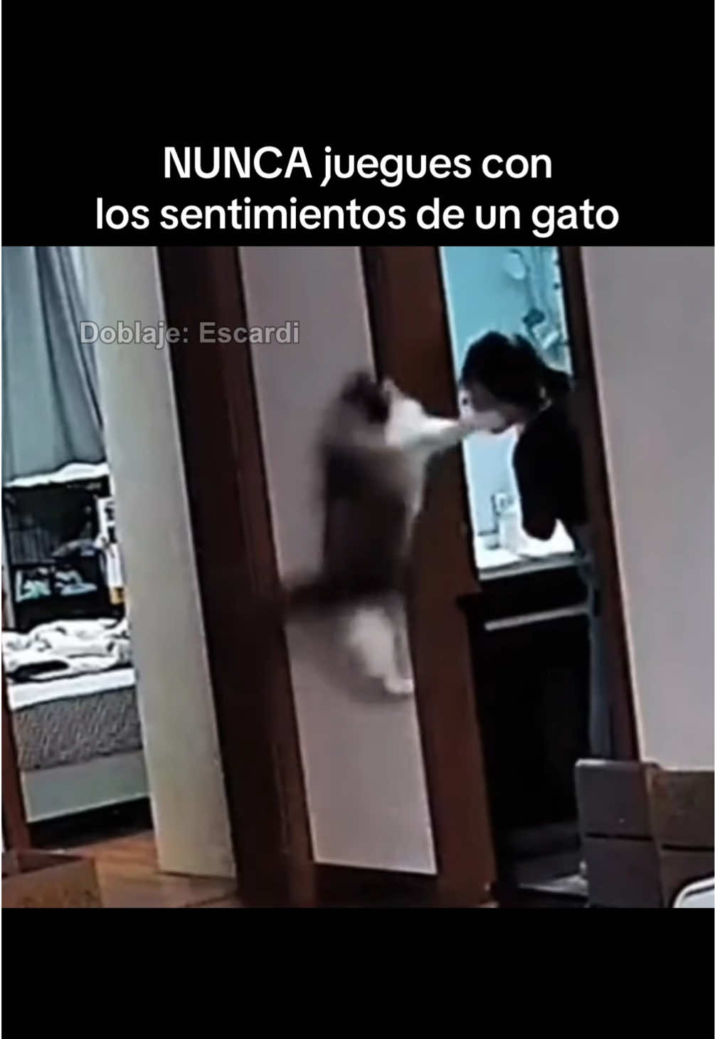 NUNCA juegues con los sentimientos de un gato 😿😭 #parati #escardi 