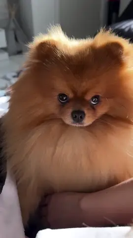 That stare = instant heart melt 🫠🥹     #Pomeranian #PomeranianLove #FluffyDog #DogTok #ThePomHouse   #CuteDogs #DogLovers #SmallDogBigPersonality #Pomstagram #PetContent   #PuppyVibes #FluffAlert #PomeranianDaily #DogReels #TikTokPets #TinyDogEnergy #RoyalFluff #DogCuteness #FurBabyGoals