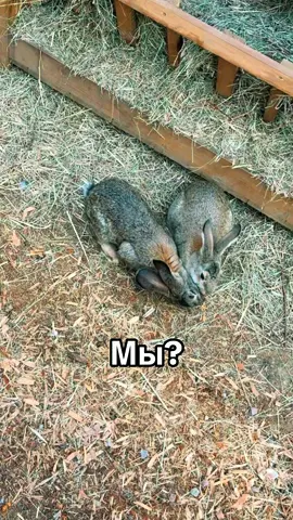 Они сидят в форме сердечка 😭 