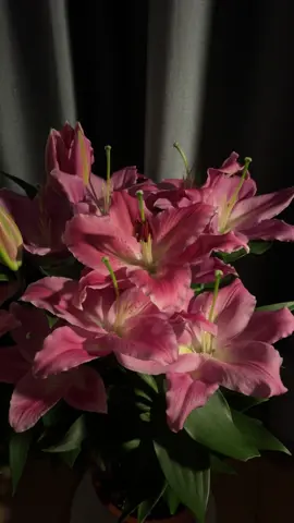 #lilies #fyp #beutiful #dream #foryouu #fory️oupage #💗 #🌸 #🌺 