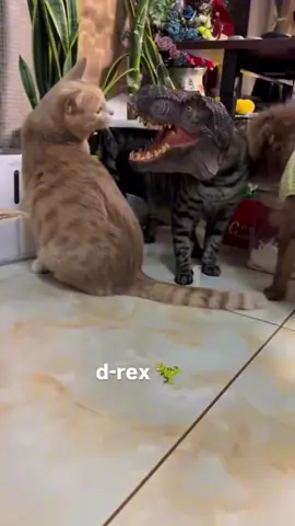 cat-rex 🤣 #pets #cute #funny #memes #cat 