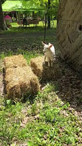 Talkative goat at Purple Goat Gardens #goat #goats #goatsoftiktok #farm #farmlife #farmtiktok #farmtok 