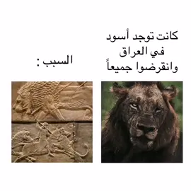 هذا النحت يصور أسد مصاب من كل جهة بالصيد ومنهن سهم جاي براسه ويذب د_م من حلكه #اشور_بانيبال #بلاد_الرافدين #العراق_العظيم #aegontargaryen #gameofthrones #صراع_العروش #كلكامش #virialtiktok #explore #fyp 