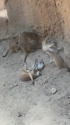 #viral#foryou #parati #fresnozoo🦊🦁🐸🐯🐨🐼🐵🐺 #zoo #foryoupage 