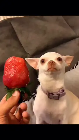 niki do not eat it 😂 #pet #foryou #PetsOfTikTok #fypシ #chihuahua #dog 