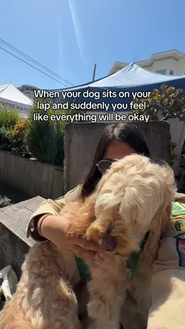 When he decides to cuddle I honestly think I’m the luckiest girl in the world 💕 #farmersmarket #sf #doodlesoftiktok #souldog #dogsoftiktok #griefjourney 