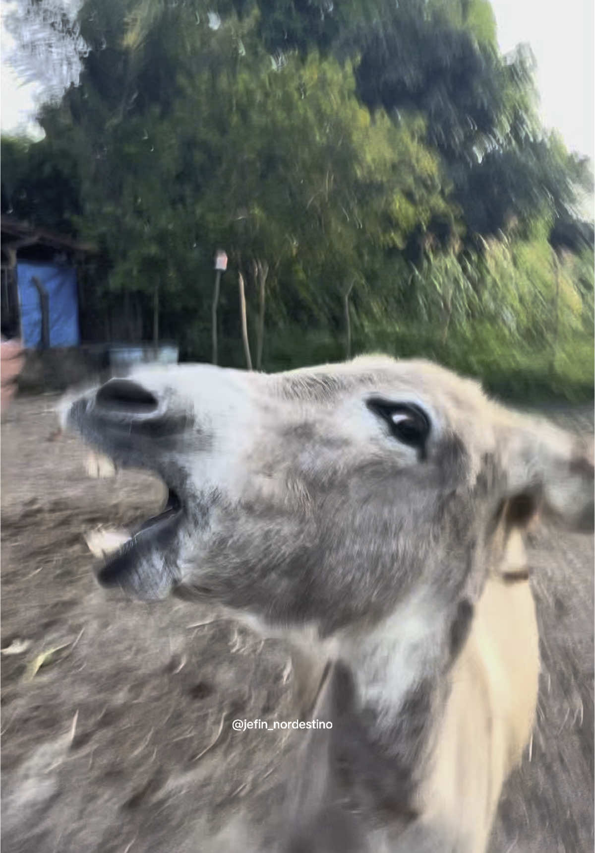Olha gente um ladrãozinho 🫏😂#video #viral #comedia 