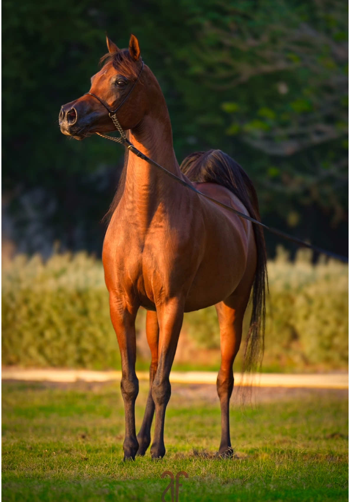 لك في خفوقي حُب بأشكال وأنواع 🤎✨ #حمدان_الشمري #خيل #خيول #الخيل #الخيل_العربي_الاصيل #الخيل_العربي #حصان #فرس #اشعار 