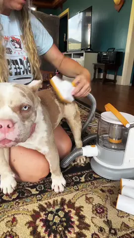 @puppyoo #SheddingDog #DogVacuum #GroomingTool #DogBrush #GroomersVacuum #TikTokShopCreatorPick 