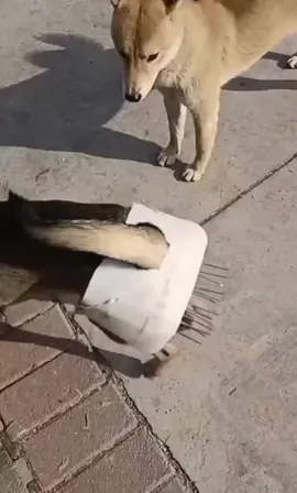 #tiktokcomedy  #fyp  #foryou  #foryoupage  #viral  #trending  #tiktok  #tiktokviral  #trendingvideo 