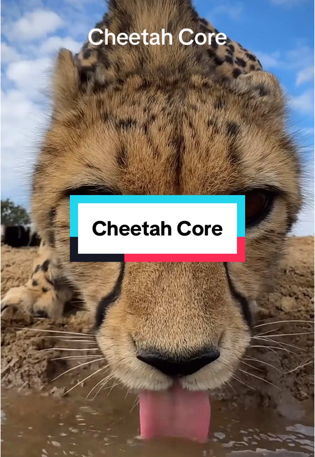 Cheetah Core #animal #cuteanimals #cheetah 