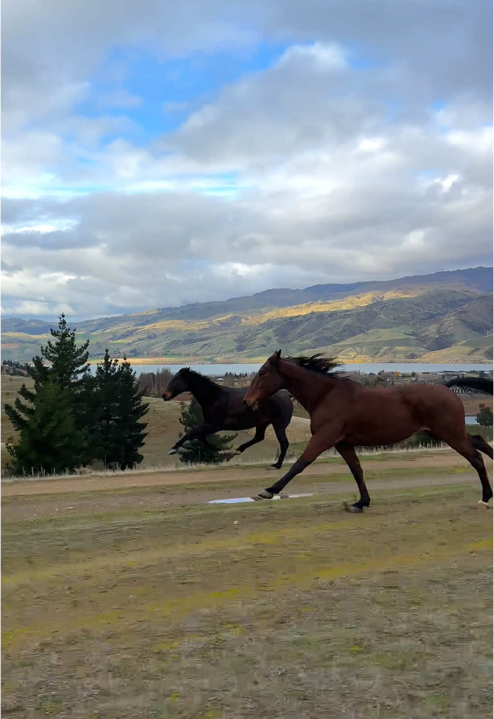 My little rocket 🚀❤️ #horsesoftiktok #runninghorses #horserace #wildhorses #gallop 