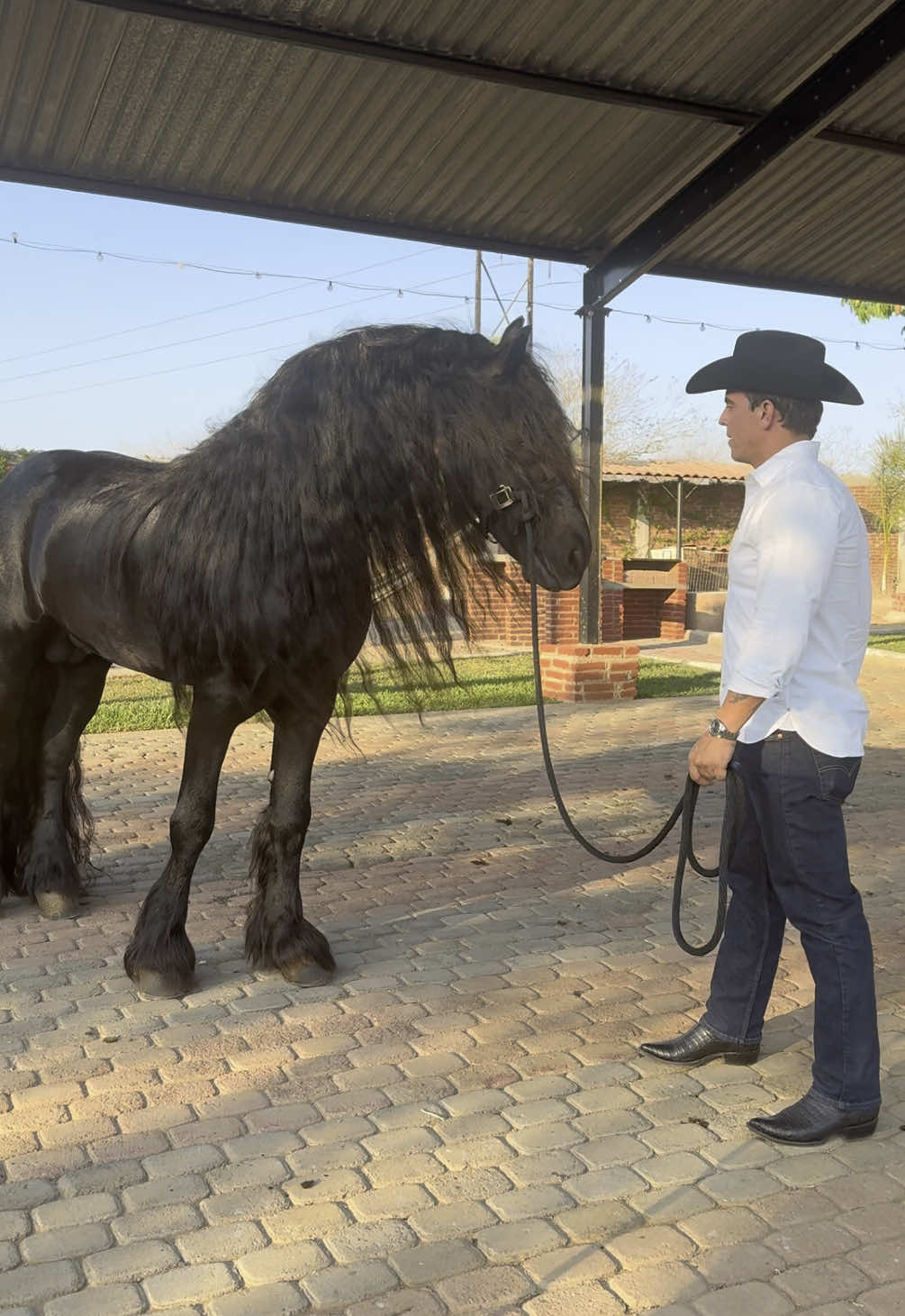 #vidaderancho #fyp #caballo #frisian #cuadraTC #sinaloa #caballosbailadores 