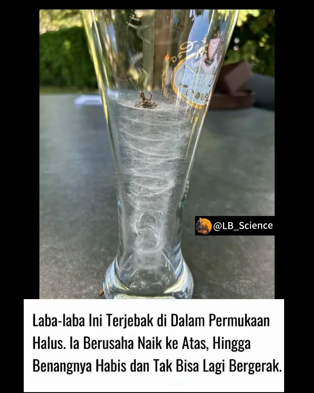 Laba-laba malang ini terjebak di dalamnya dan tidak bisa memanjat permukaan halus. Ia berusaha naik ke atas untuk melarikan diri hingga benangnya habis dan tak bisa lagi bergerak.  alasannya:  Meski laba-laba dikenal mampu memanjat berbagai permukaan, mereka bisa kesulitan saat menghadapi permukaan yang sangat halus seperti kaca. Hal ini karena laba-laba terutama mengandalkan kait-kait kecil dan rambut perekat (setae) di kakinya untuk mencengkeram permukaan. Struktur ini bekerja paling baik pada permukaan yang memiliki tekstur atau ketidakteraturan.  Pada dasarnya, mereka menggunakan kait-kait kecil. Laba-laba perlu menyisipkan kait ini ke dalam celah-celah mikroskopik di dinding, langit-langit, atau kaca untuk memanjat. Kaca terlalu halus sehingga tidak cukup celah kecil bagi laba-laba untuk menyisipkan kaitnya. Karena itu, mereka tidak memiliki kaki lengket seperti semut atau lalat.  Sumber Gambar: u/Shoddy_Course_692