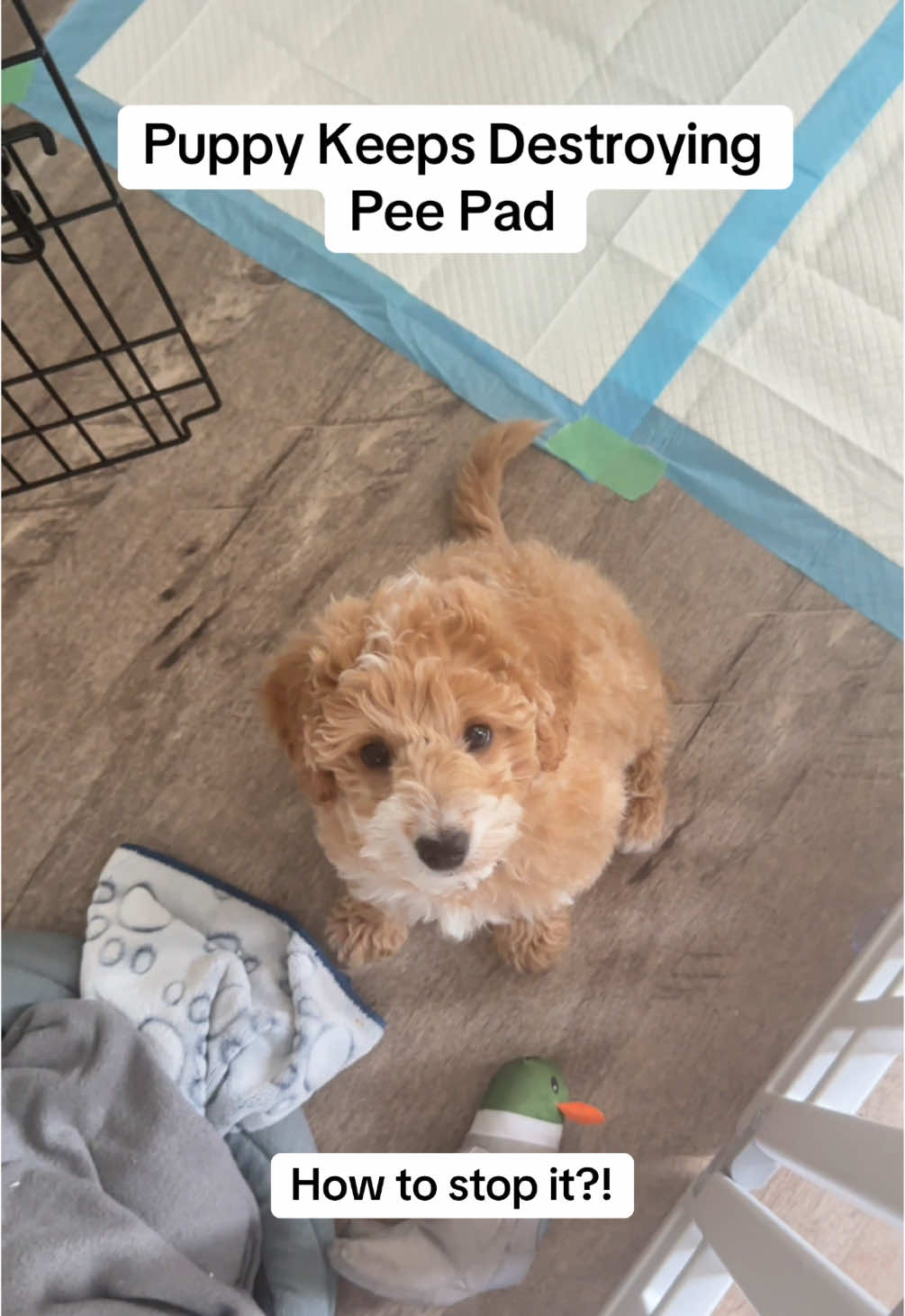 Send helpppppp! My puppy keeps destroying his pee pad and I have tried so many tips and tricks. He can’t go outside just yet until he is fully vaccinated so I need something that works in the short term. #puppyloversoftiktok #dogmomstruggles #puppypeepads #puppyblues 