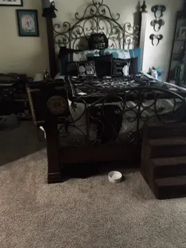 Sneaky Hades! #fyp #cat #catsoftiktok #cuteanimals 
