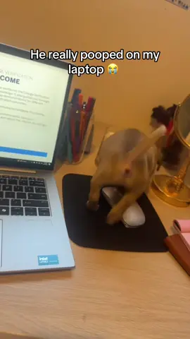 😳😭😭 #puppy #puppythings #fyp #fypシ #hedidthat #foryoupage #viral #fypage 