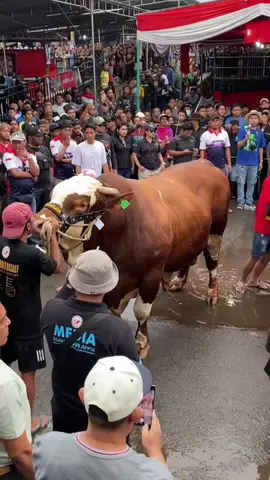 juara kontes sapi appsijateng kategori kelas xtreme bebas #appsijateng #kontessapi #peternaksapiindonesia #sapimonster 