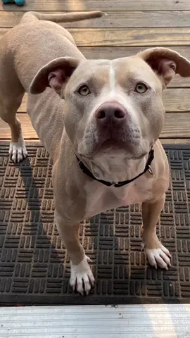 Just out of the shelter in 2020. 🥹 #dogs #rescuedogs 