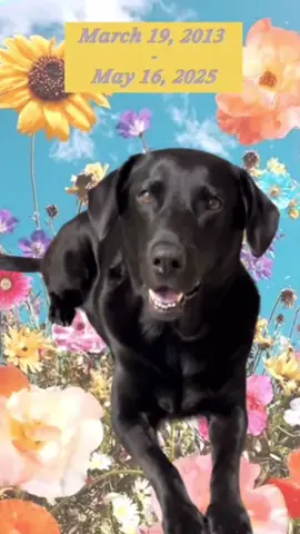 @Sundaetheblacklab  💜💜💜💜💜💜