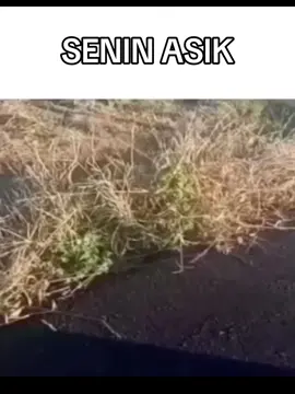 Senin asik 🤙#zenryokushounen #senin #asik #memes #fyp 